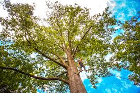 Tree and Shrub Care in Eagle Grove, IA