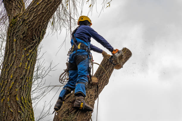 Professional  Tree Services in Eagle Grove, IA