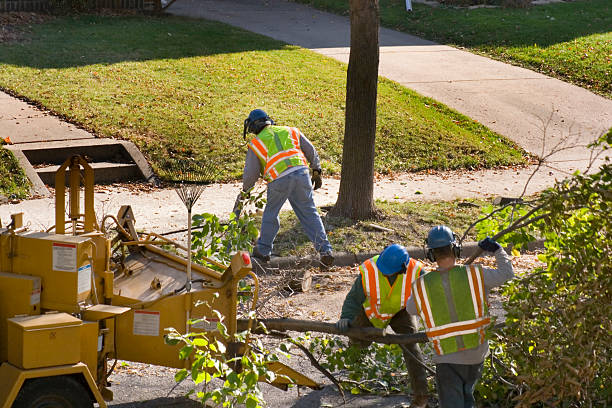 Best Commercial Tree Services  in Eagle Grove, IA