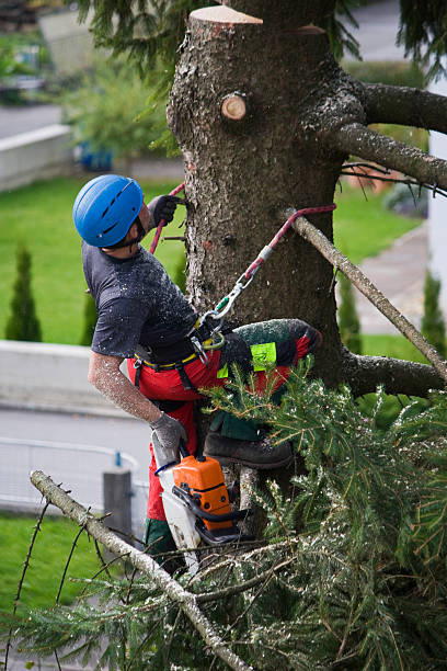 Why Choose Our Tree Removal Services in Eagle Grove, IA?