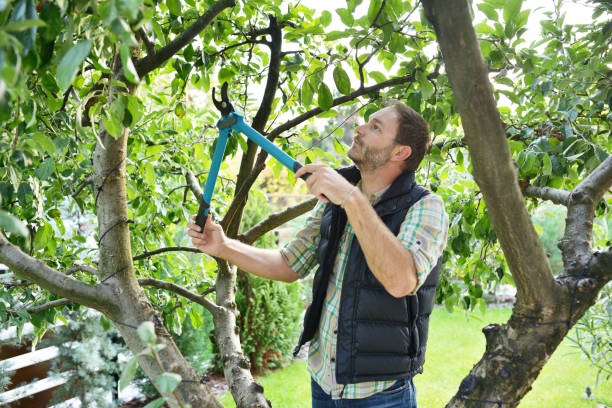 Best Fruit Tree Pruning  in Eagle Grove, IA